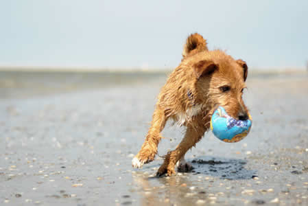 Hund mit Globus